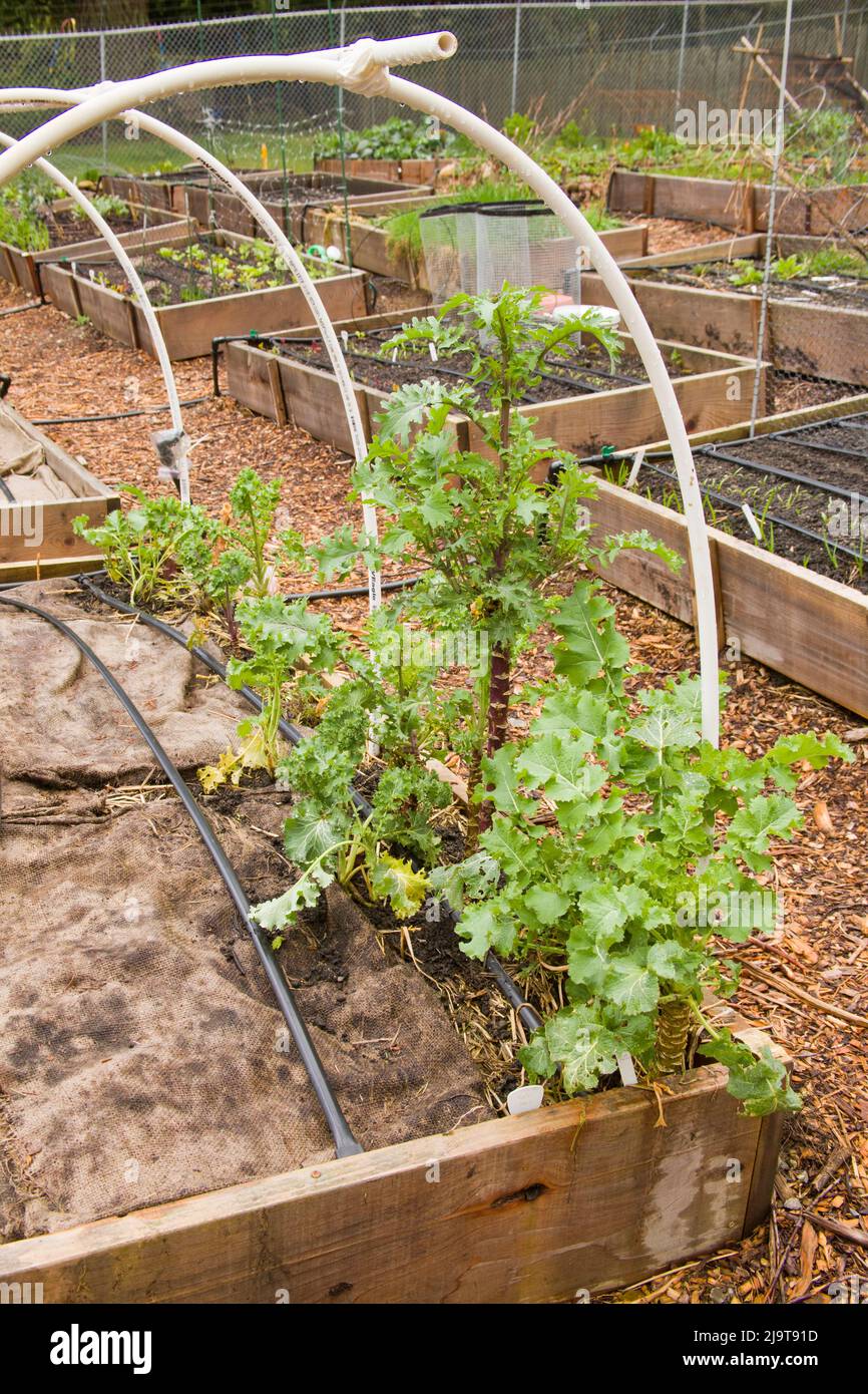 Grow Bags with Vegetable Saplings in a Vertical Stand Outside. Stock Photo  - Image of bags, growing: 192352960