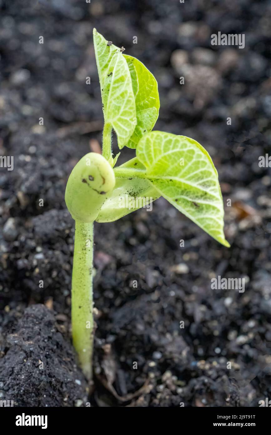 Issaquah, Washington State, USA. Monte Cristo Pole Bean seedlings showing cotyledons, the first leaves produced by plants. Cotyledons are not consider Stock Photo