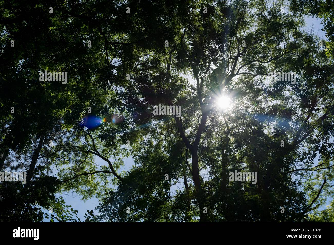 Bright sun rays shining through the trees silhouette in deep forest ...