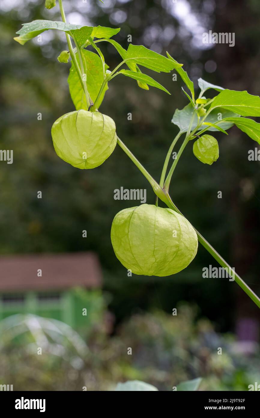 Issaquah, Washington State, USA. Closeup of a Tomatillo plant, also called Husk tomato, Husk