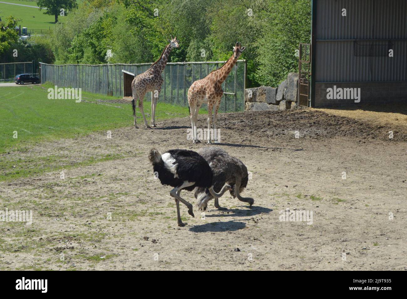 Couple of giraffes and emus and ostrich outside Stock Photo