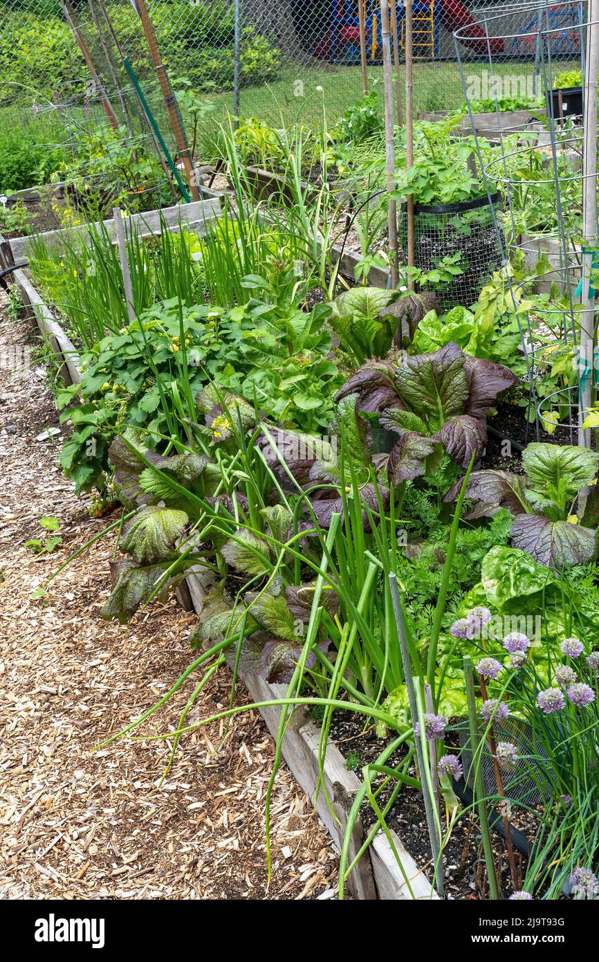 Issaquah, Washington State, USA. Springtime raised bed community garden with Green Wave Mustard Greens, onions, chives, lettuce, potatoes, strawberrie Stock Photo