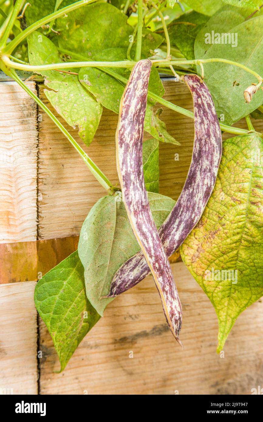 Issaquah, Washington State, USA. Dragon Tongue heirloom bush beans drying on the vine in a raised bed garden with slug repellant copper tape around th Stock Photo