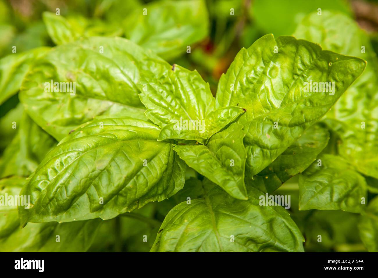 Issaquah, Washington State, USA. Genovese basil plants. Genovese basil