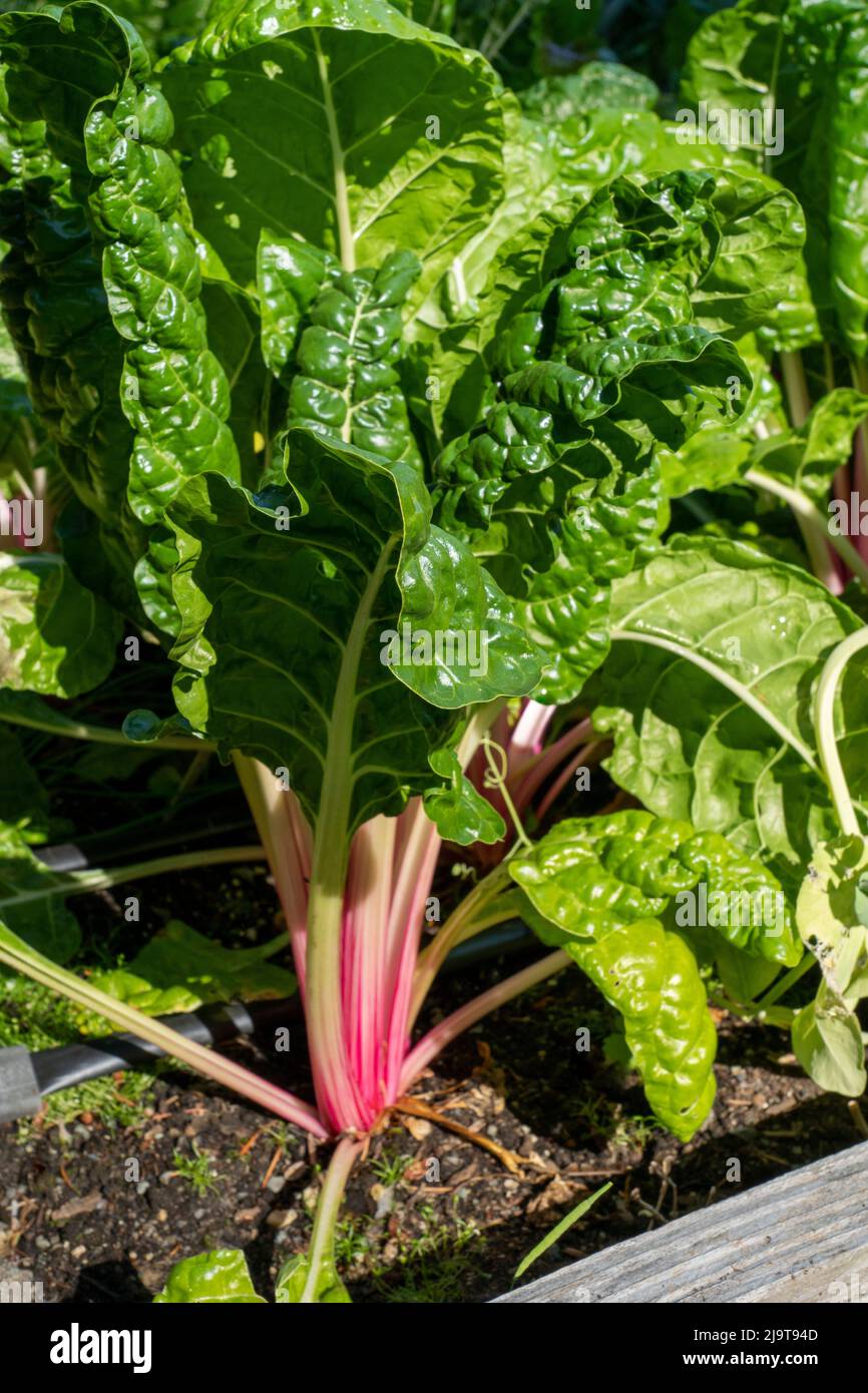 Issaquah, Washington State, USA. Peppermint Swiss Chard plant. Dark green, savoyed leaves top pink and white striped petioles on this striking and uni Stock Photo