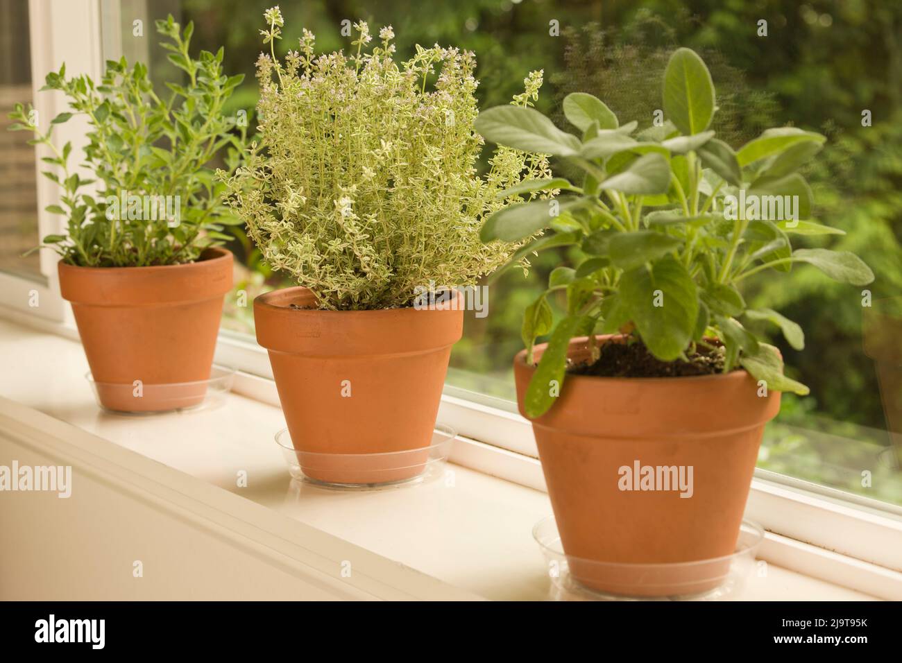 Issaquah, Washington State, USA. Three clay pots of herbs, left to right: Greek Oregano, Silver Posie Thyme and Berggarten Sage, sitting on a windowsi Stock Photo
