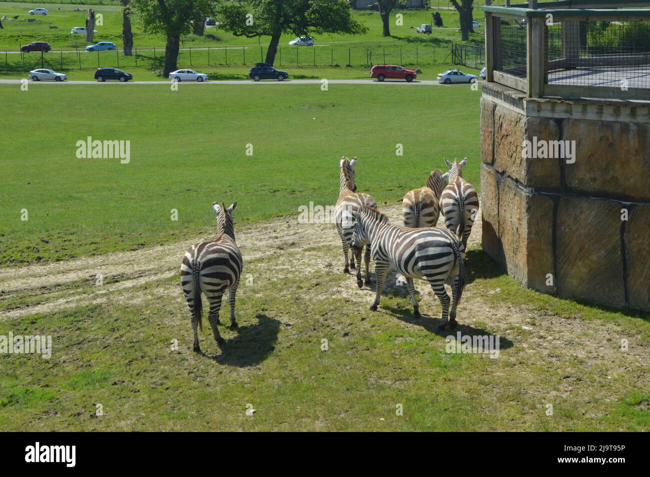Group of zebras hi-res stock photography and images - Alamy