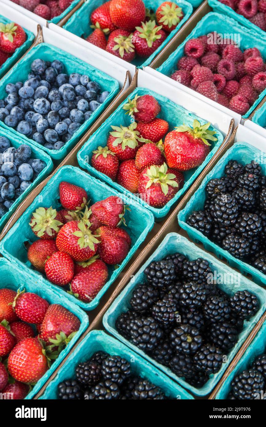 Issaquah, Washington State, USA. Pints of freshly harvested strawberries, blueberries, raspberries and blackberries for sale at a Farmer's Market. Stock Photo