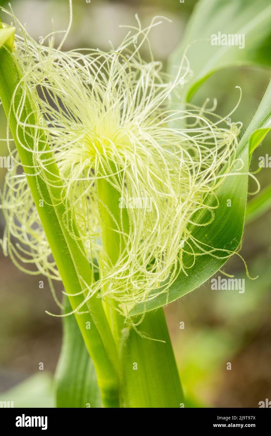 Corn silks hi-res stock photography and images - Alamy