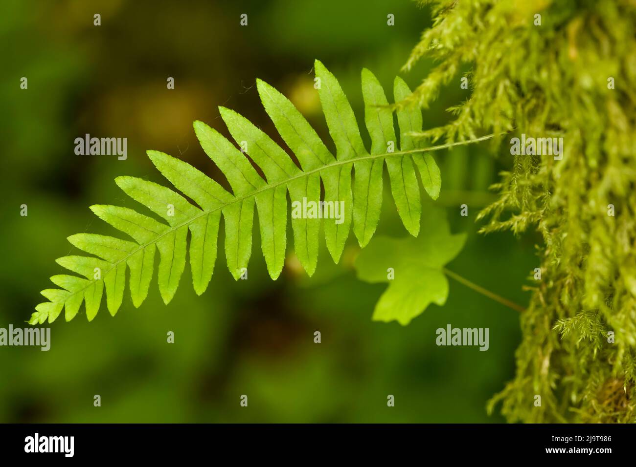 Licorice fern hires stock photography and images Alamy