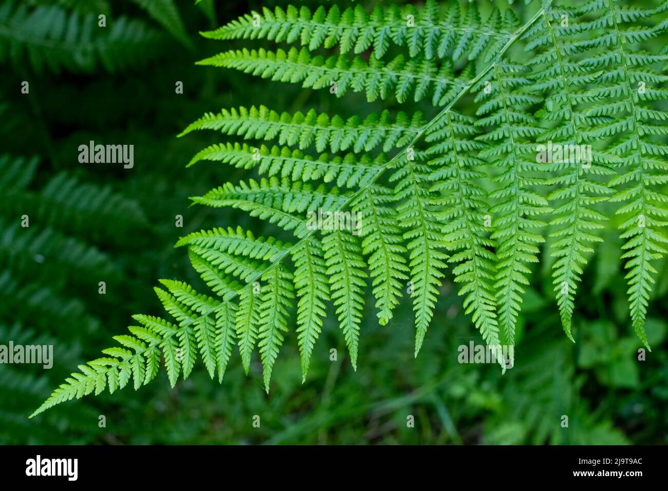Pinnate pattern hi-res stock photography and images - Alamy