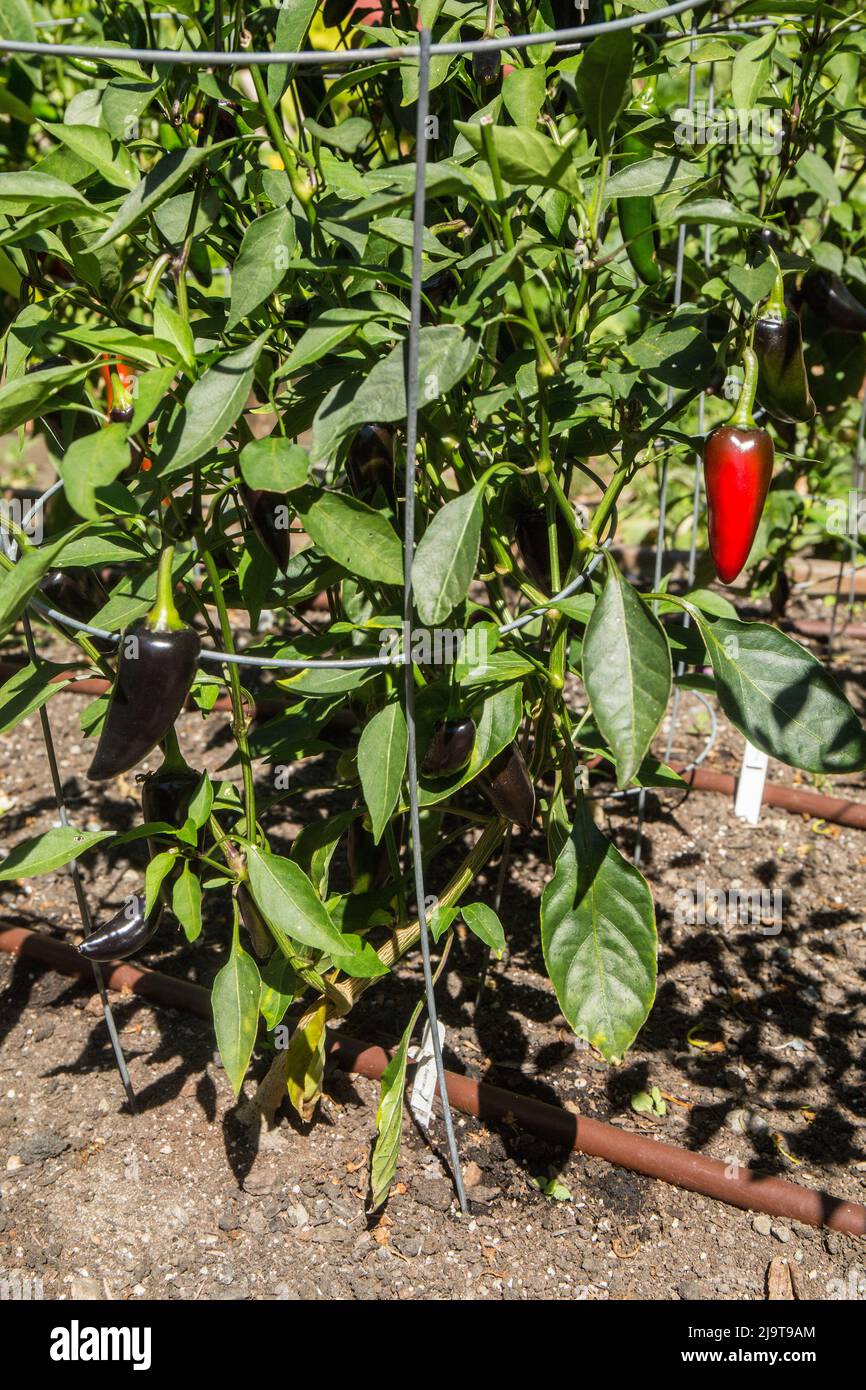 Bellevue, Washington State, USA. Purple Serrano heirloom sweet pepper plants. They are very hot and great in salsas. Stock Photo