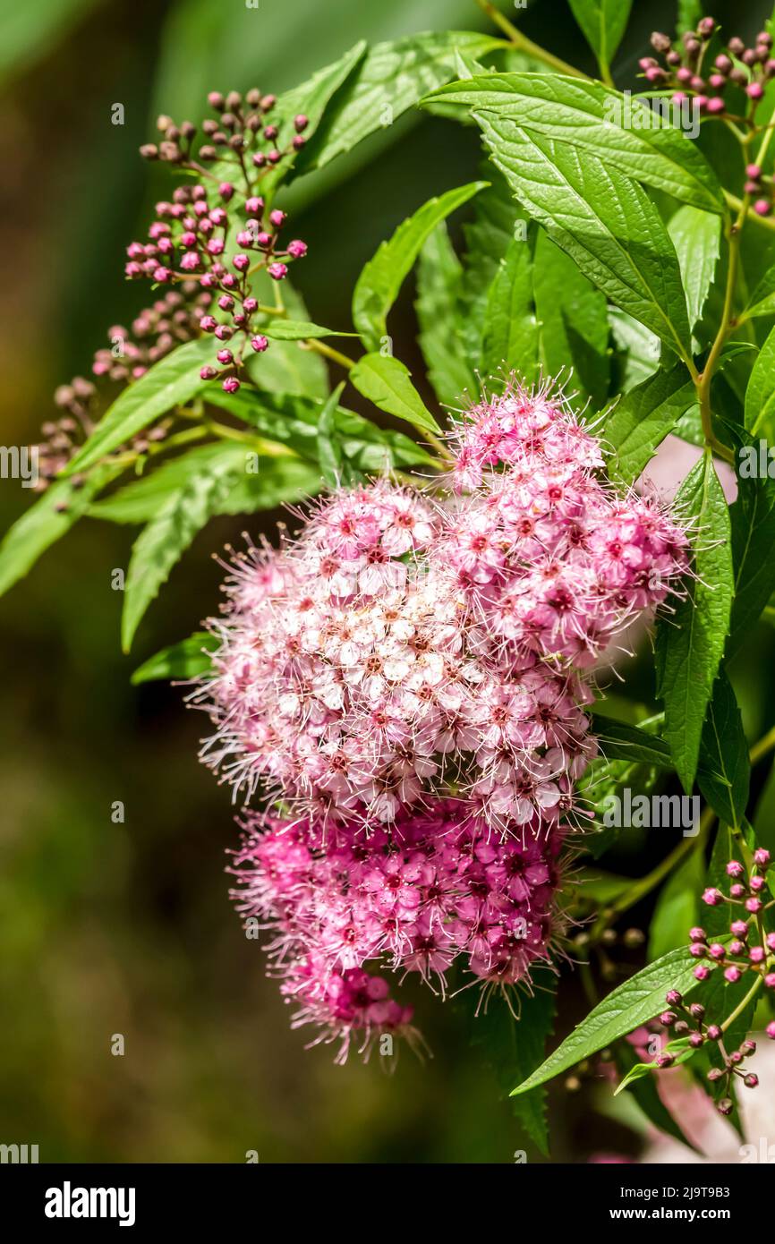 Issaquah, Washington State, USA. Little Princess Spirea blooms profusely in mid-to-late summer on a dense mound. Stock Photo