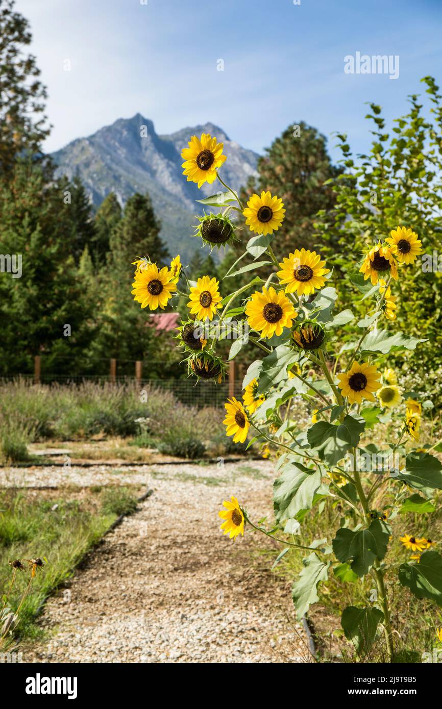 Leavenworth, Washington State, USA. Helianthus 'Chrysanthemum flowered