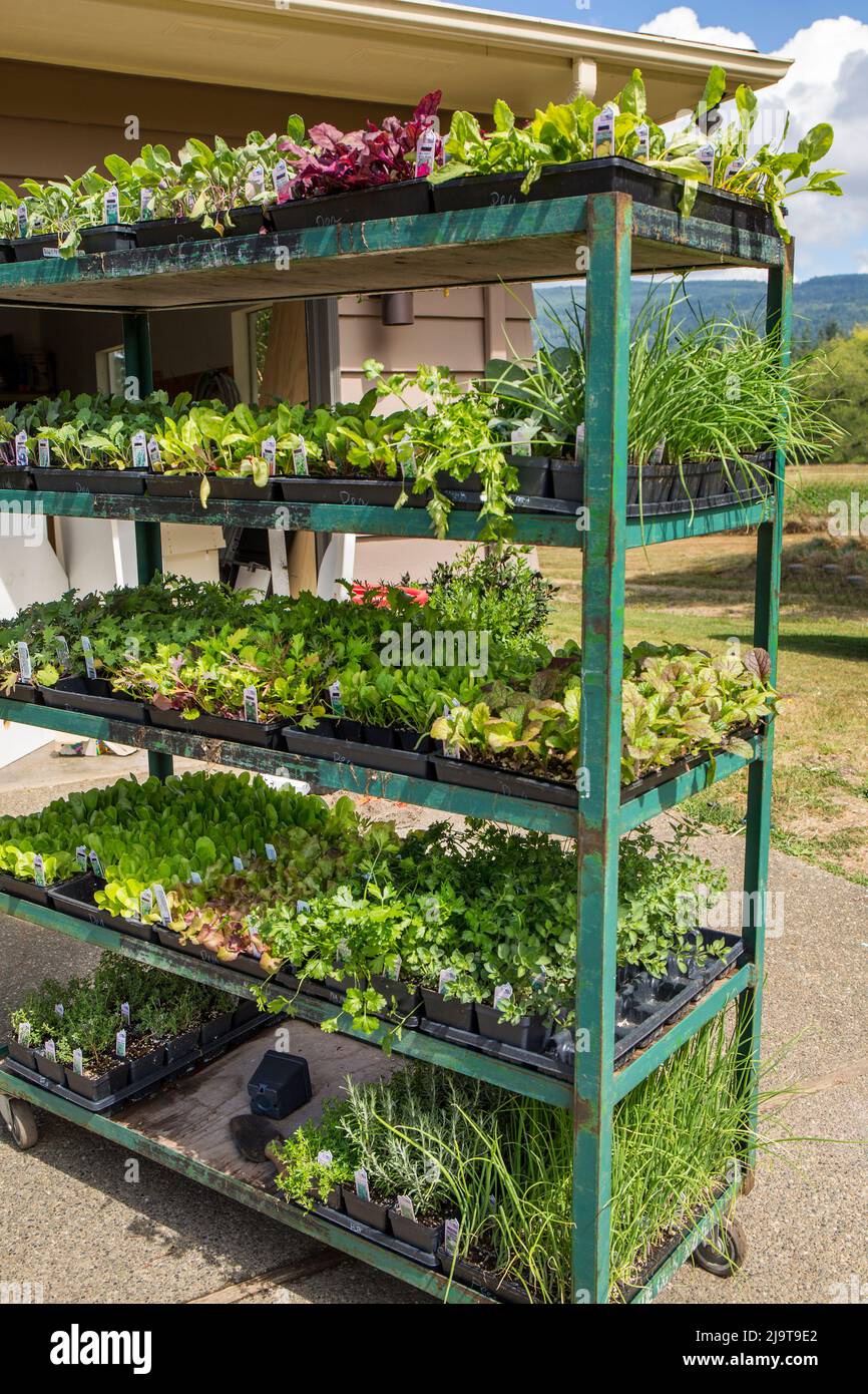 Maple Valley, Washington State, USA. Vegetable starts for sale sitting