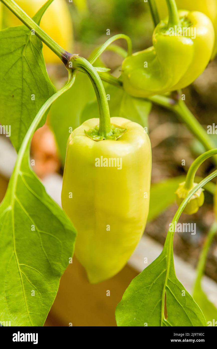Issaquah, Washington State, USA. Gypsy hybrid sweet pepper plant with