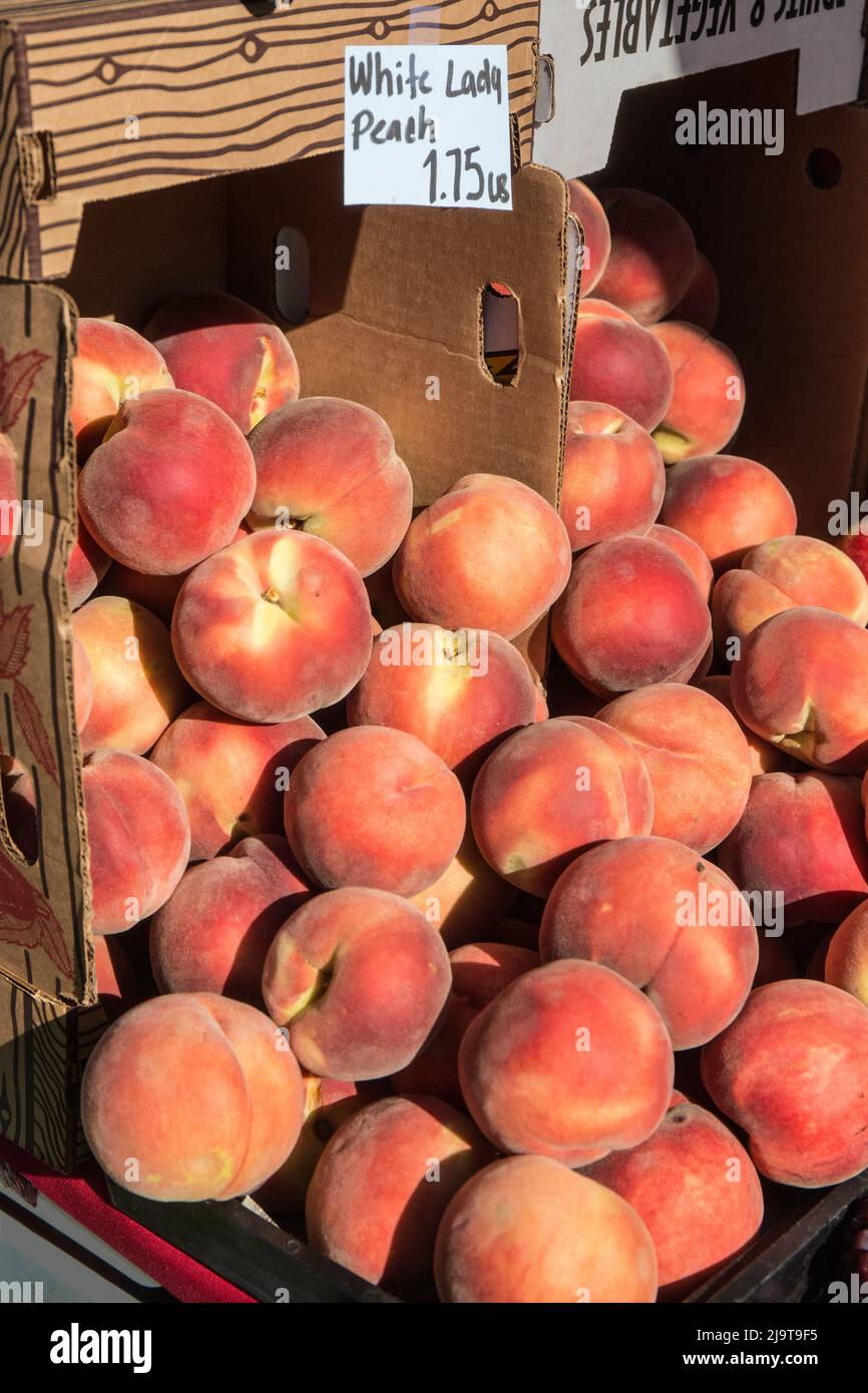 Issaquah, Washington State, USA. Boxes of White Lady peaches for sale at a Farmers Market Stock