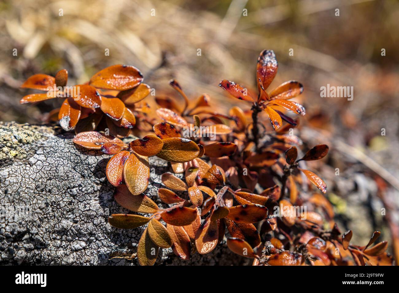 flora of the dolomites, Jaufenpass, one of the top 10 alpine passes Stock Photo