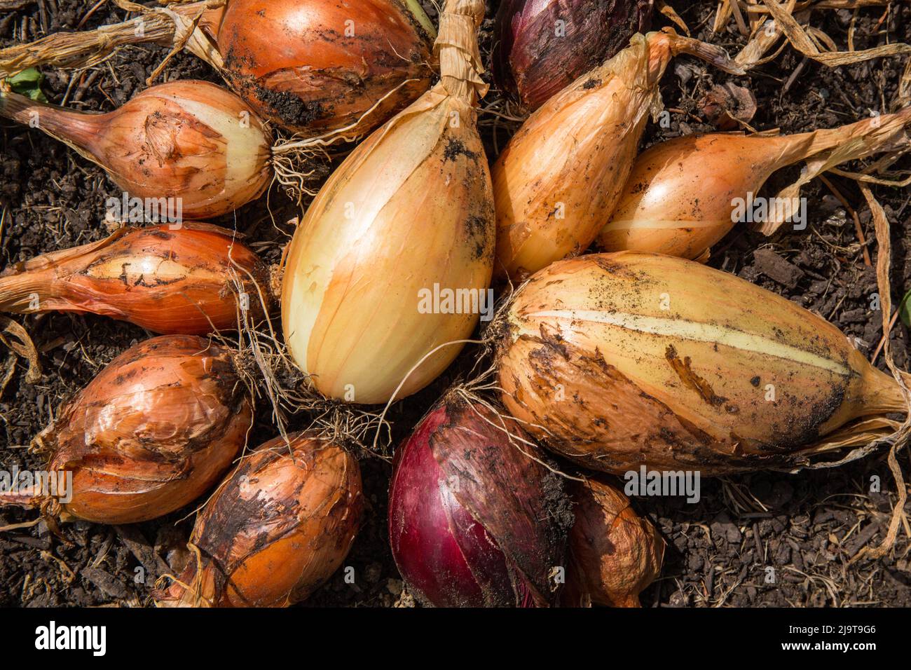 Maple Valley, Washington State, USA. Variety of freshly harvested onions in a garden. Stock Photo