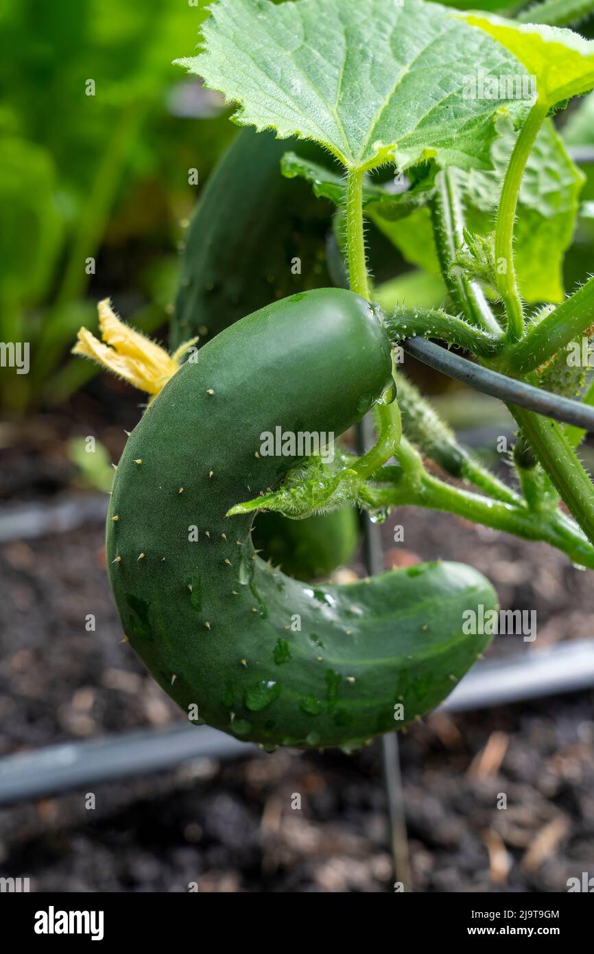 Issaquah, Washington State, USA. Cucumber on the vine, hanging from a
