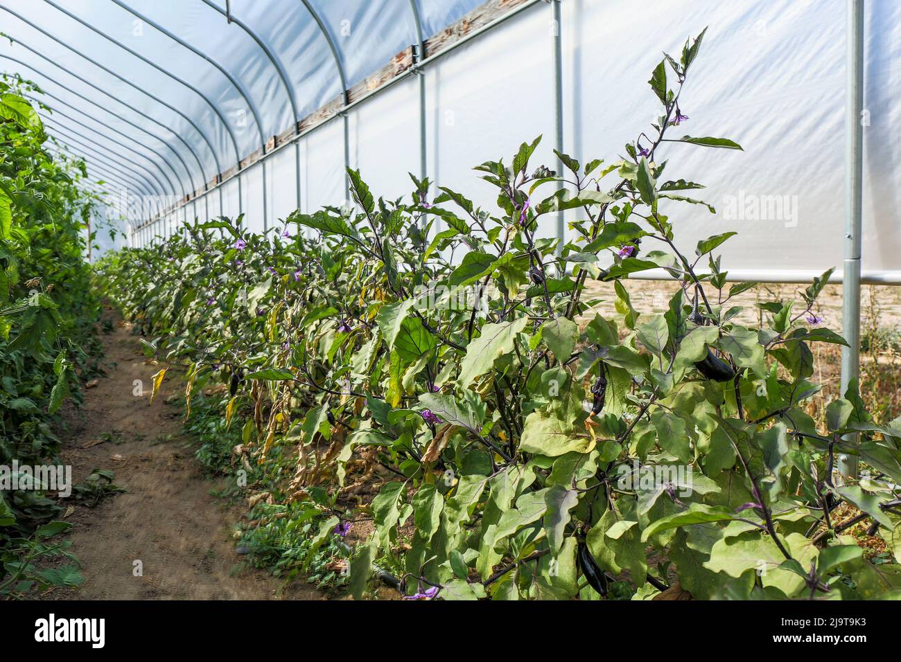 Leavenworth, Washington State, USA. Eggplant growing in a commercial greenhouse Stock Photo Alamy