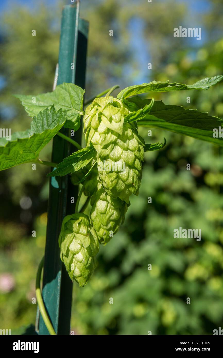 Bellevue, Washington State, USA. Closeup of a hops plant growing on a trellis. Stock Photo