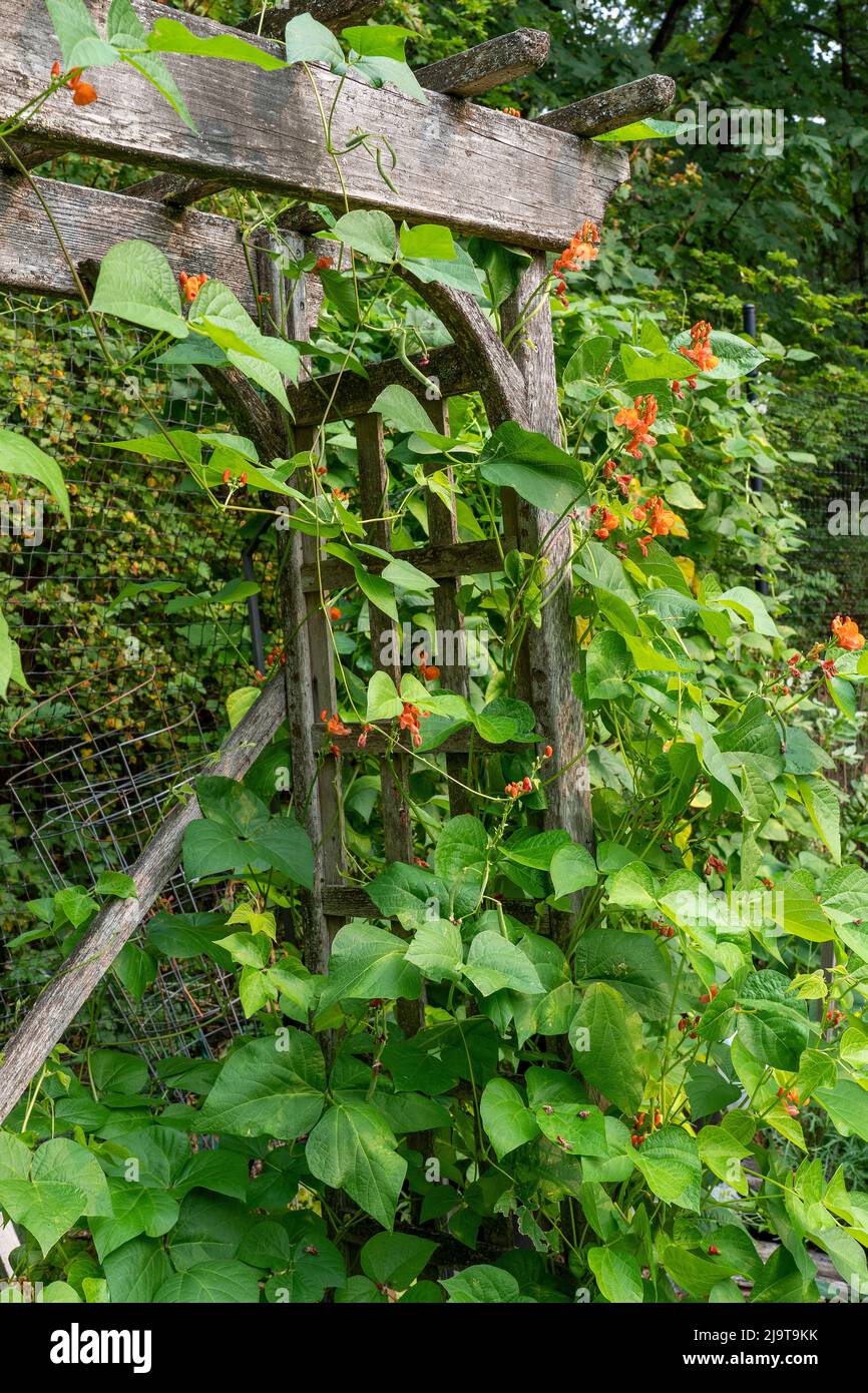 Scarlet runner beans hires stock photography and images Alamy