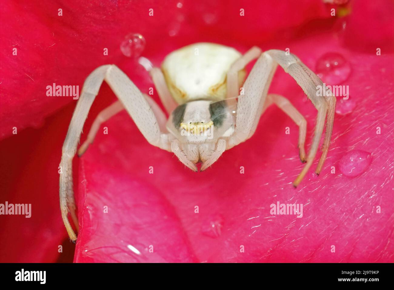 Colorful closeup on a white goldenrod crab spider , Misumena vatia