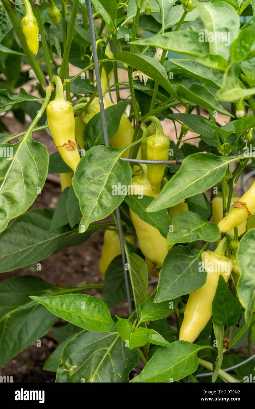 Bellevue, Washington State, USA. Heirloom Santa Fe Grande Hot Pepper ...