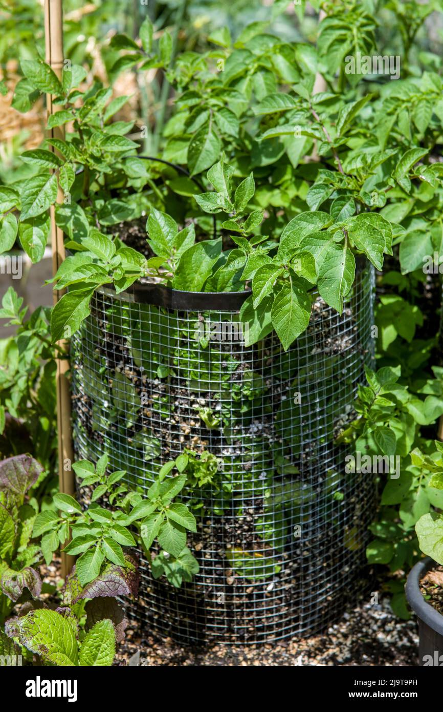 Issaquah, Washington State, USA. Potato plants growing in potato cages