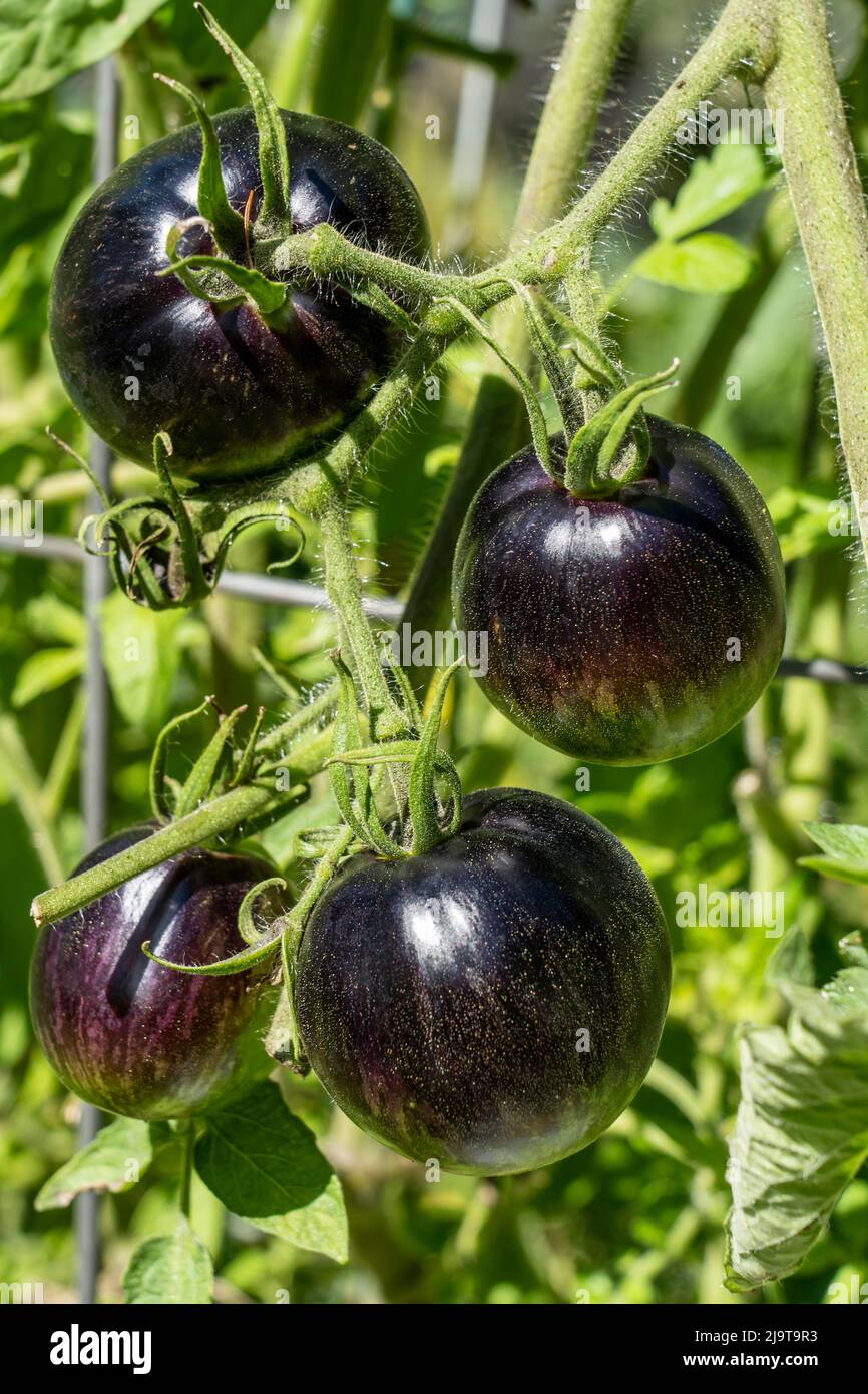 Issaquah, Washington State, USA. Cosmic Eclipse heirloom tomato plant ...