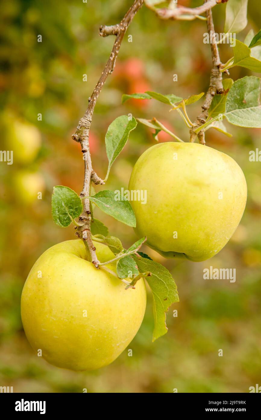 Golden Delicious - Washington Apples