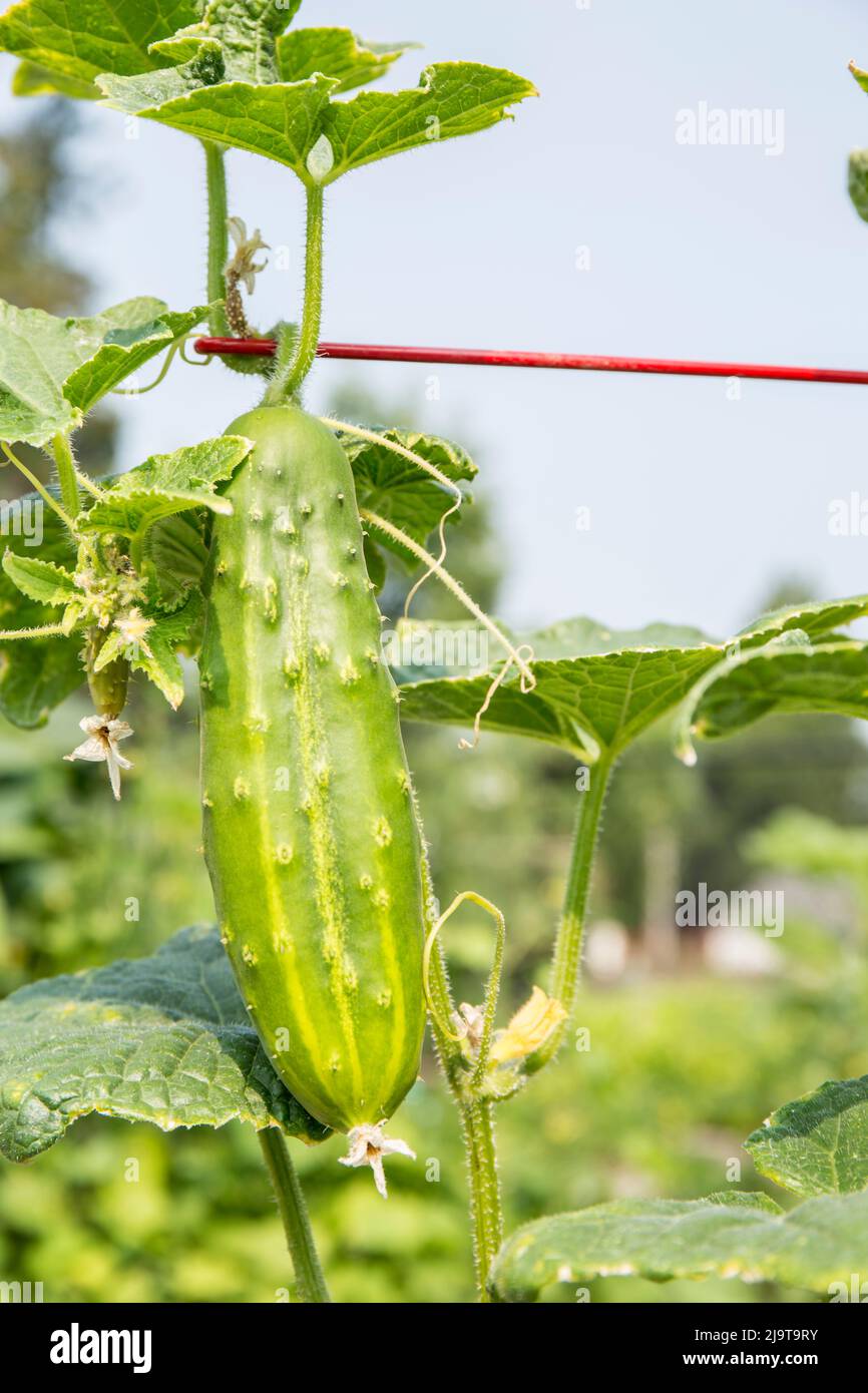 Issaquah, Washington State, USA. Diva Cucumber growing up a trellis. Stock Photo