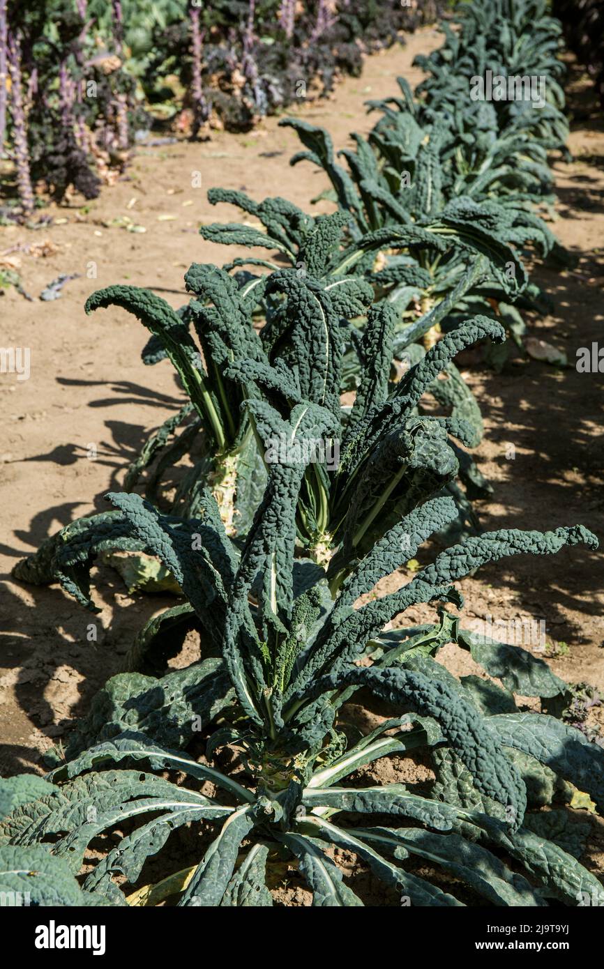 Leavenworth, Washington State, USA. Dinosaur Kale plants Stock Photo