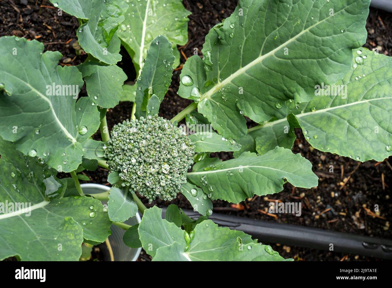 Issaquah, Washington State, USA. Broccoli plant. Stock Photo