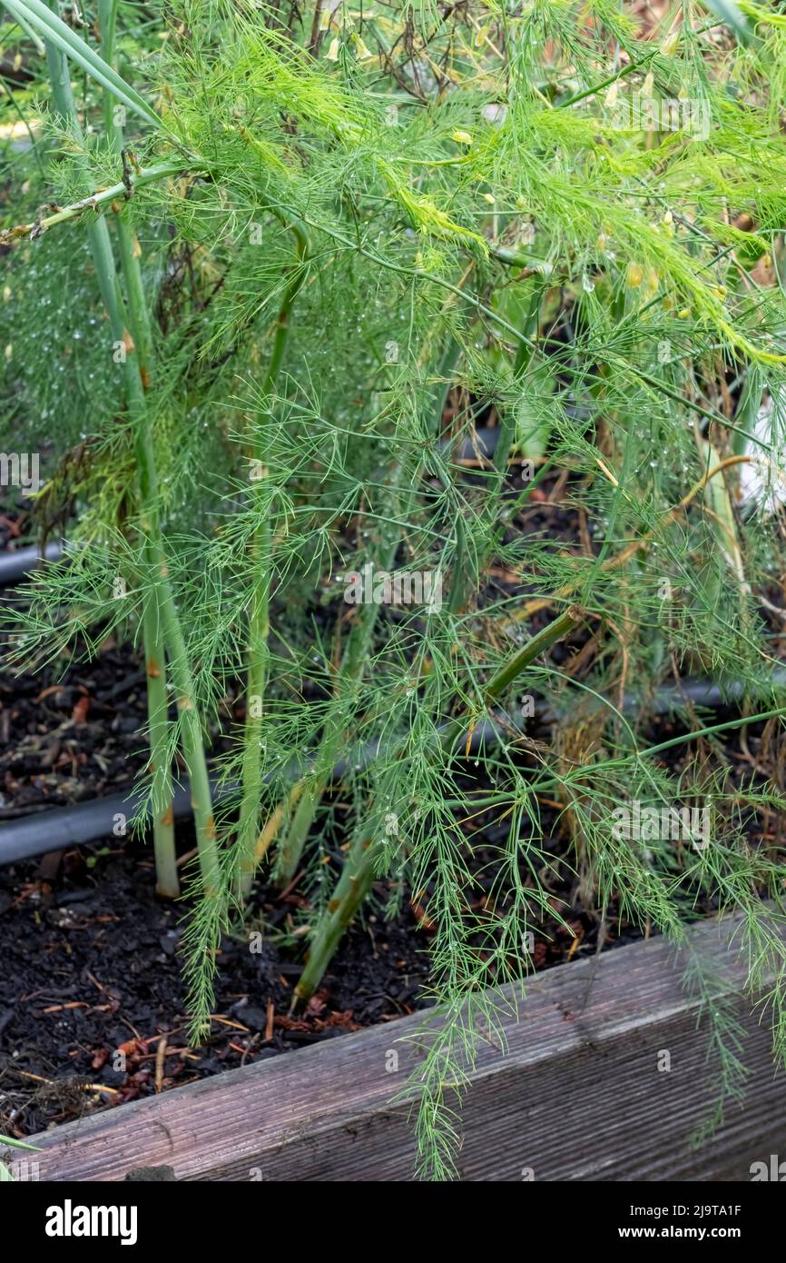 Issaquah, Washington State, USA. Asparagus plant Stock Photo