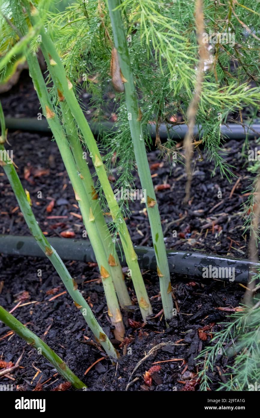 Issaquah, Washington State, USA. Asparagus plant Stock Photo Alamy