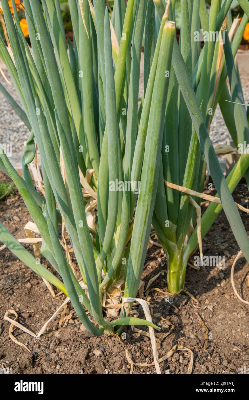 Issaquah, Washington State, USA. Tadorna leeks Stock Photo