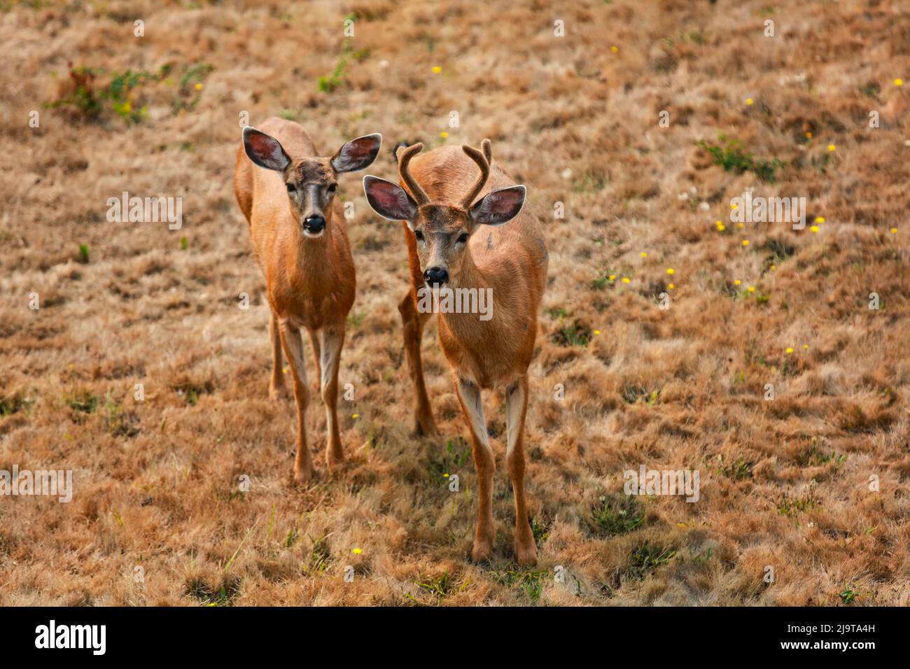 Anacortes view hi-res stock photography and images - Alamy