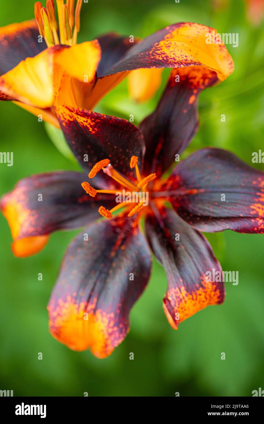 Poulsbo washington hires stock photography and images Alamy