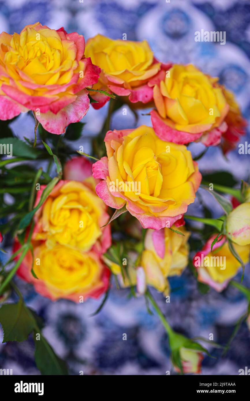 Bremerton, Washington State, USA. Roses Stock Photo Alamy