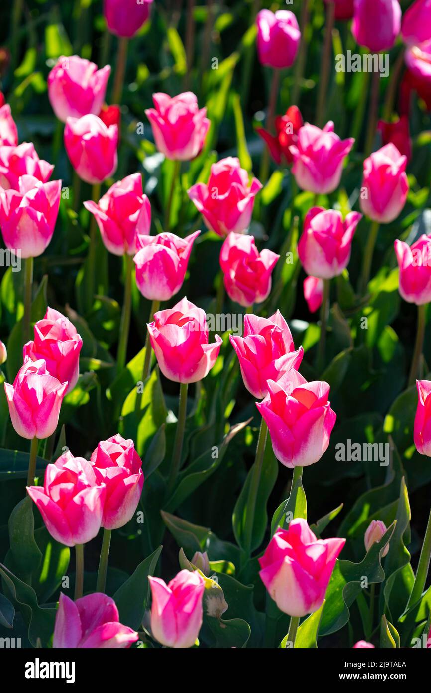 Mount Vernon, Washington State, USA. Multicolored tulip fields Stock