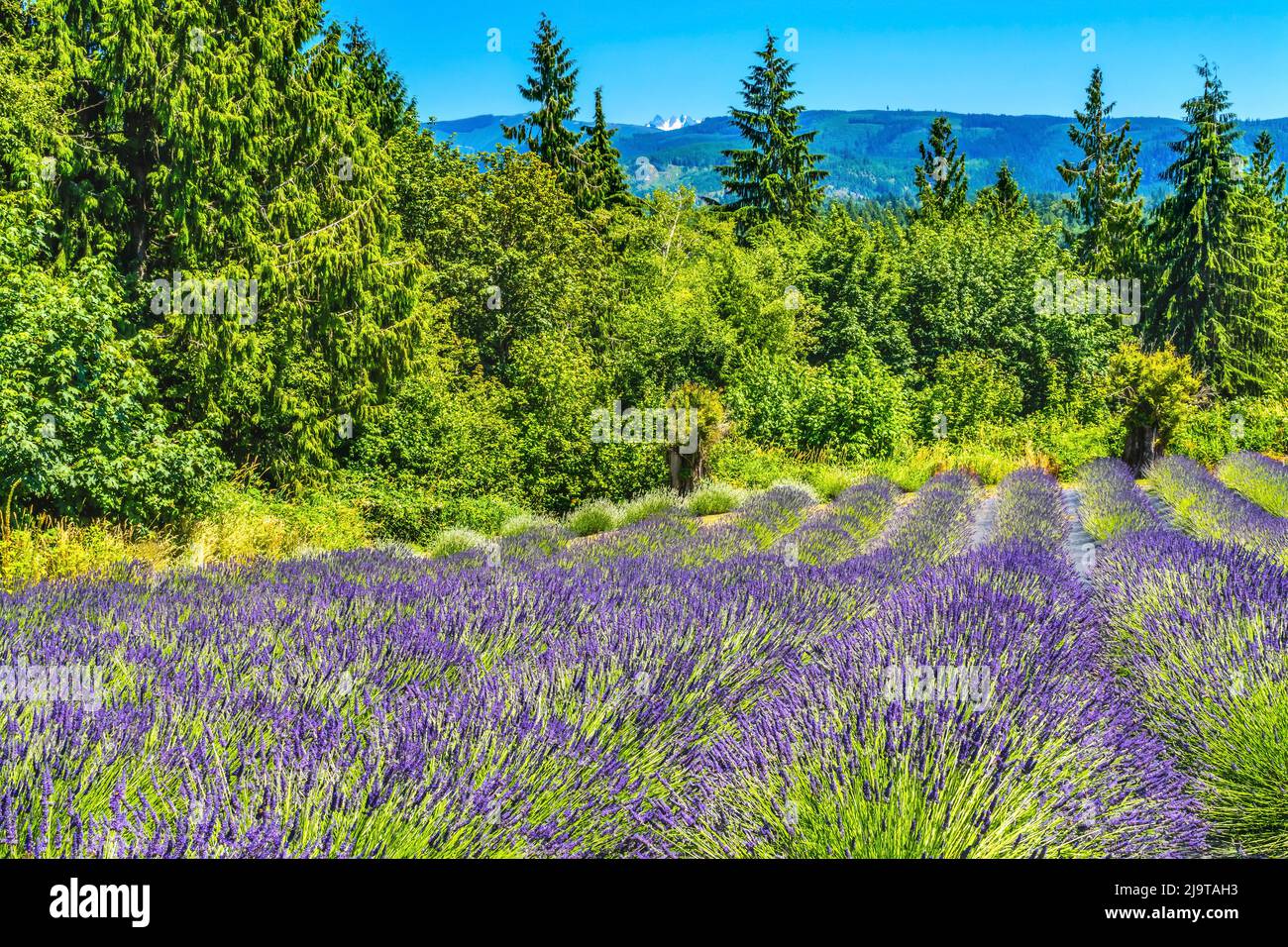 English lavender blooming, Washington State Stock Photo Alamy