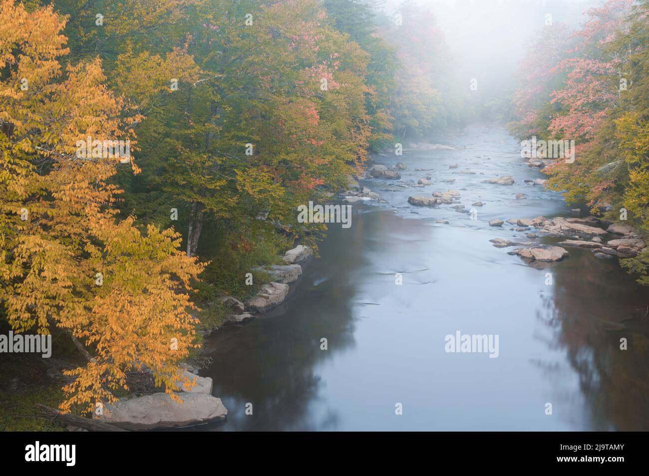 USA, West Virginia, Davis. Foggy stream in Blackwater State Park Stock