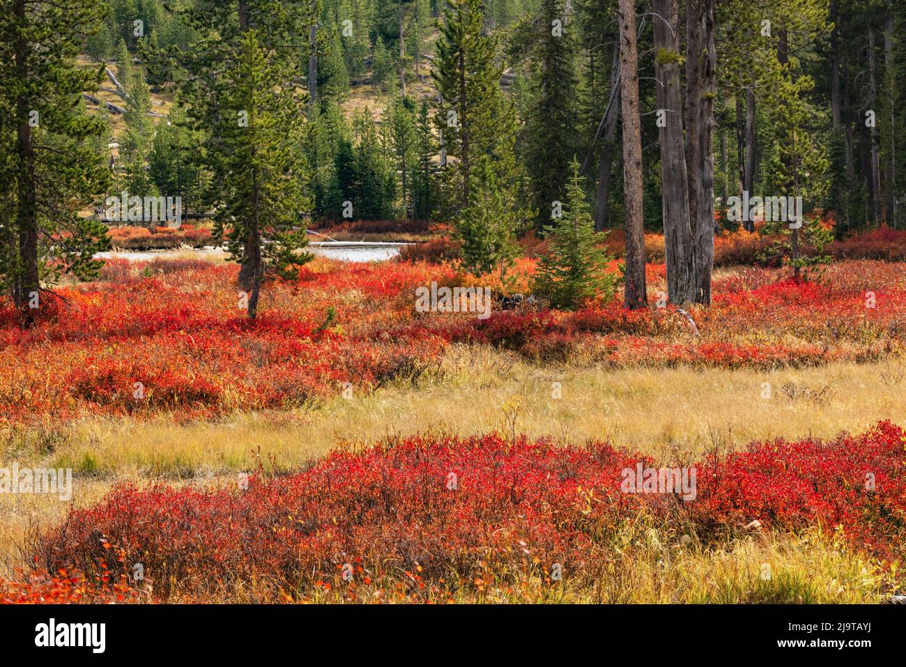 Blueberry leaves in autumn red coloration, Yellowstone National Park, Wyoming Stock Photo
