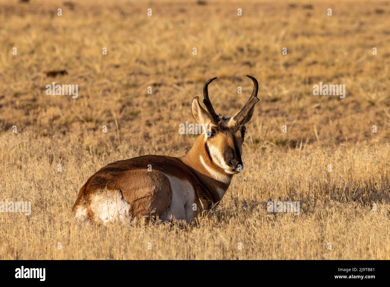 Pronghorn resting, Yellowstone National Park, Wyoming Stock Photo