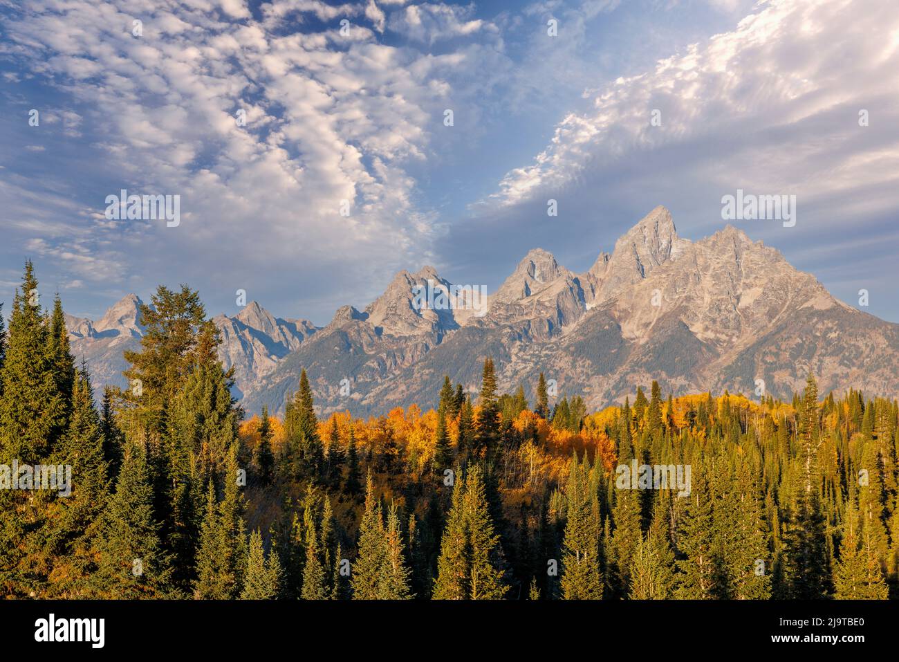 Golden aspen trees and Teton Range in early morning, Grand Teton ...