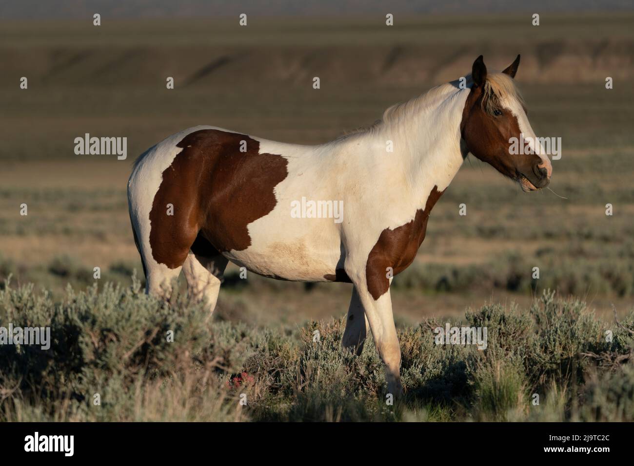 USA, Wyoming. Wild stallion stands in desert sage brush. Stock Photo