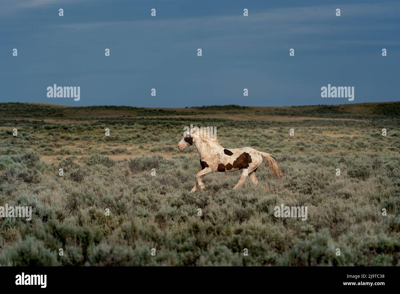 USA, Wyoming. Wild horse stallion running across desert sage. Stock Photo