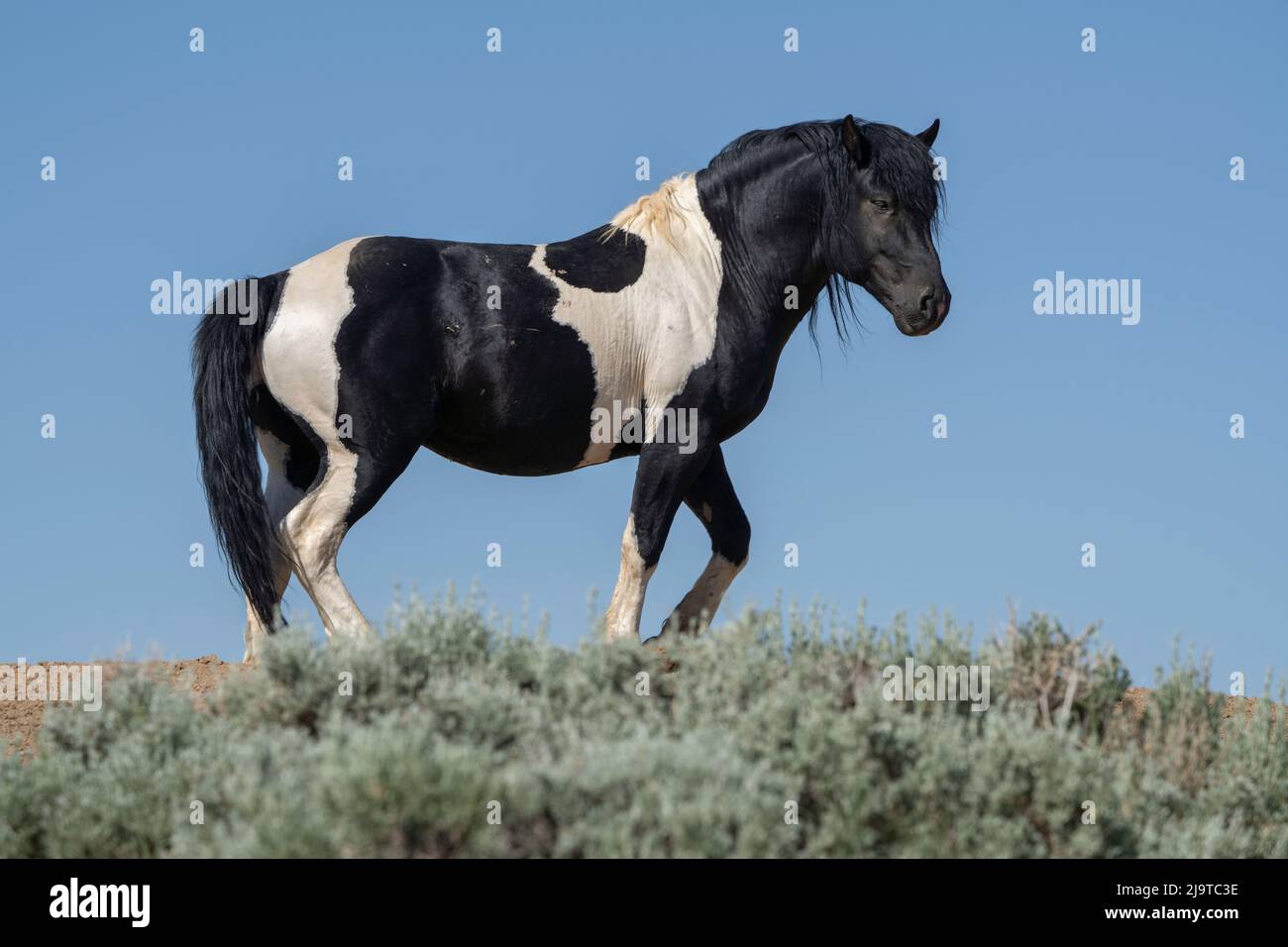 USA, Wyoming. Wild stallion stands in desert sage brush. Stock Photo